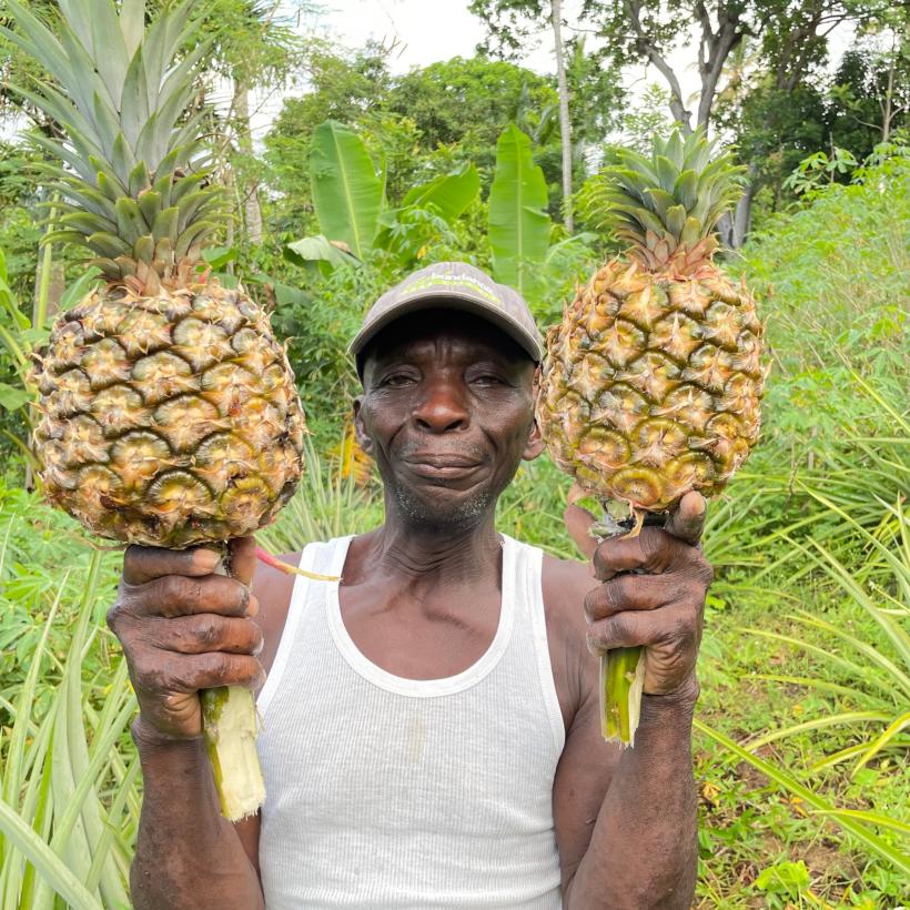 Partnerprojekt Hilfe für Haiti_Ananas_Anbau