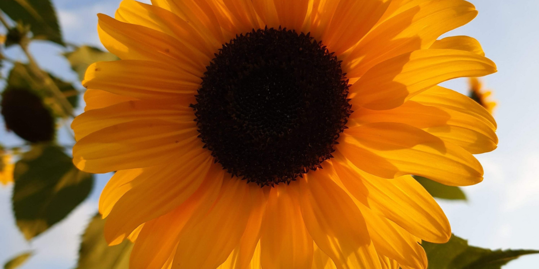 Sonnenblume (2)
