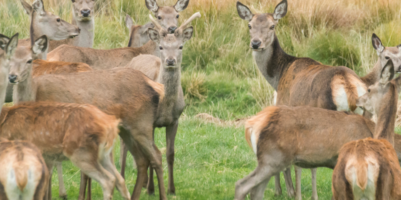 Lebensraum_Spaziergang_Waldau