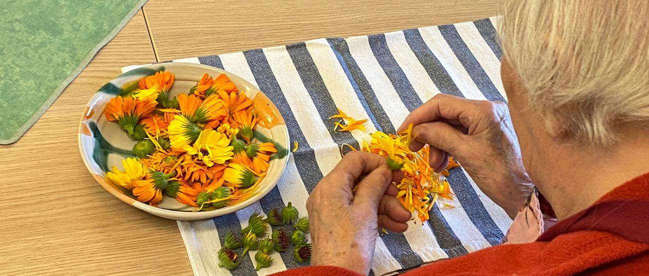 Gartentherapie_Ringelblumen